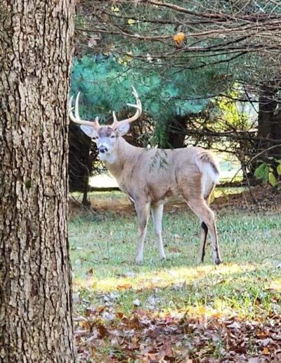 Eastern Shore Maryland Whitetail Deer